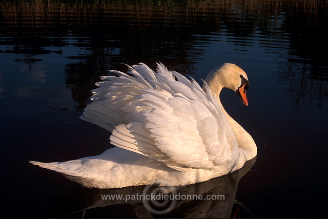Mute Swan (Cygnus olor) - Cygne tubercule - 20640