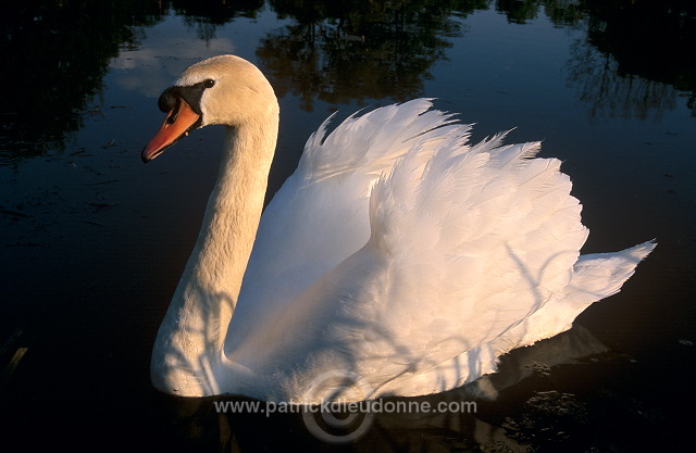 Mute Swan (Cygnus olor) - Cygne tubercule - 20641