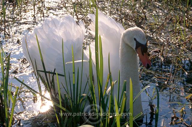 Mute Swan (Cygnus olor) - Cygne tubercule - 20642