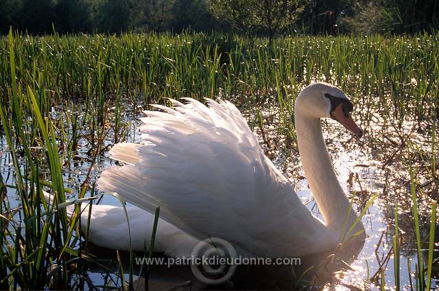 Mute Swan (Cygnus olor) - Cygne tubercule - 20643