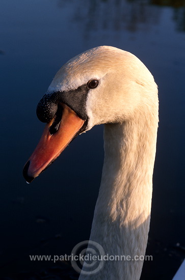 Mute Swan (Cygnus olor) - Cygne tubercule - 20644