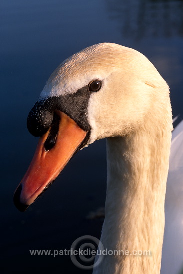 Mute Swan (Cygnus olor) - Cygne tubercule - 20645