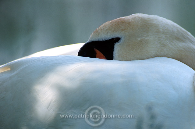 Mute Swan (Cygnus olor) - Cygne tubercule - 20646