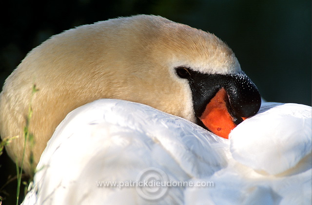 Mute Swan (Cygnus olor) - Cygne tubercule - 20647