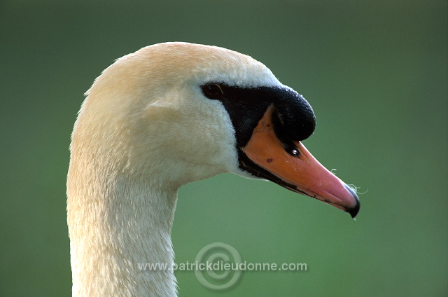 Mute Swan (Cygnus olor) - Cygne tubercule - 20648