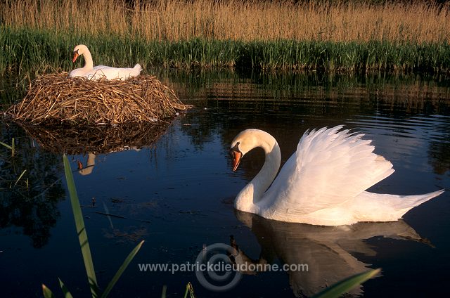 Mute Swan (Cygnus olor) - Cygne tubercule - 20649