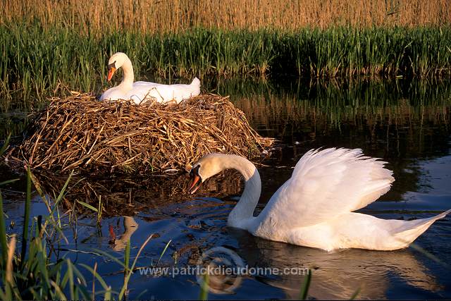 Mute Swan (Cygnus olor) - Cygne tubercule - 20650