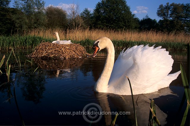 Mute Swan (Cygnus olor) - Cygne tubercule - 20651