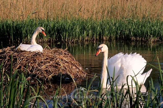 Mute Swan (Cygnus olor) - Cygne tubercule - 20652