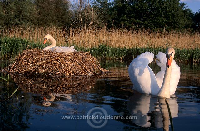 Mute Swan (Cygnus olor) - Cygne tubercule - 20653