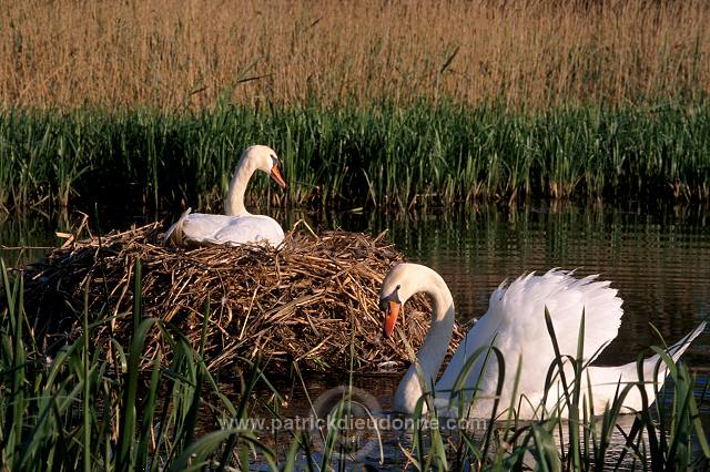 Mute Swan (Cygnus olor) - Cygne tubercule - 20654