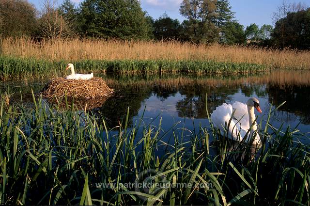 Mute Swan (Cygnus olor) - Cygne tubercule - 20655