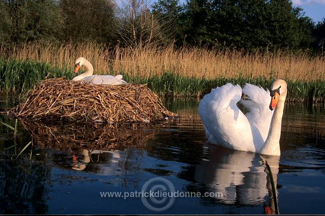 Mute Swan (Cygnus olor) - Cygne tubercule - 20656