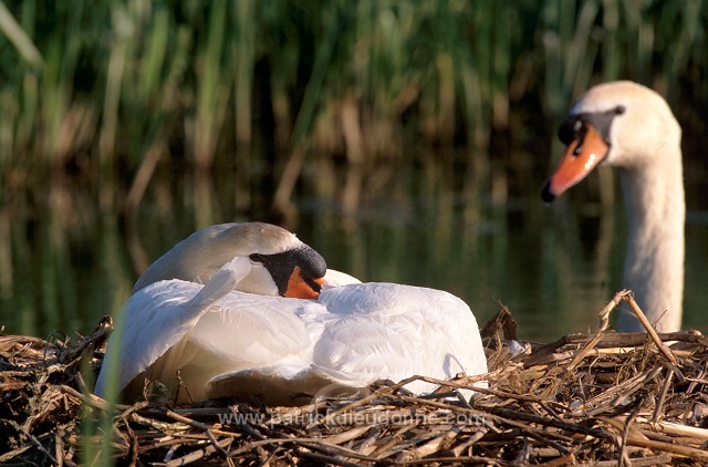 Mute Swan (Cygnus olor) - Cygne tubercule - 20657