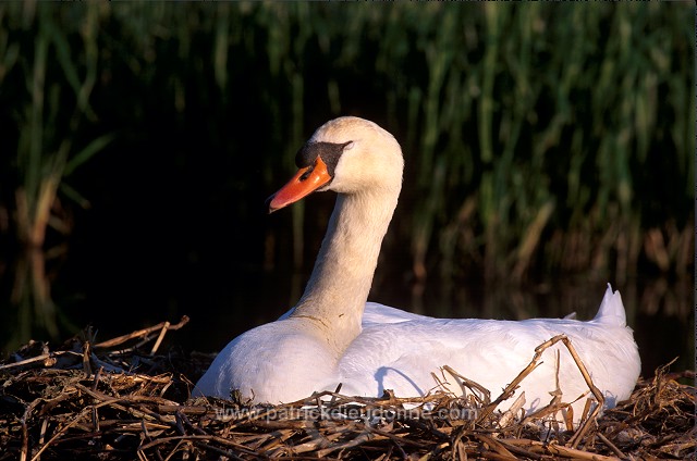 Mute Swan (Cygnus olor) - Cygne tubercule - 20658