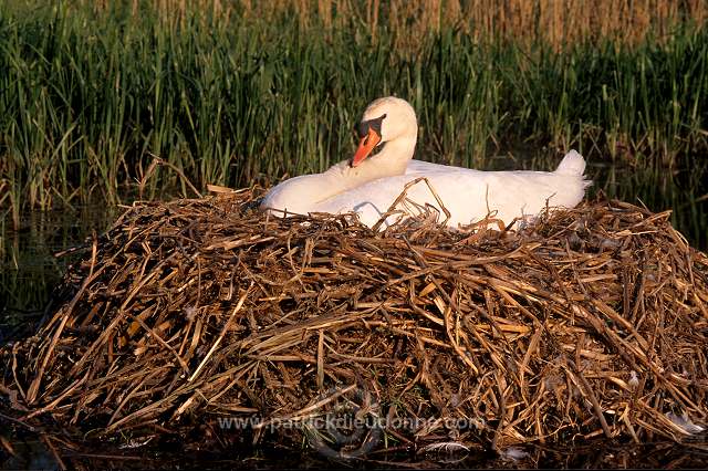 Mute Swan (Cygnus olor) - Cygne tubercule - 20660