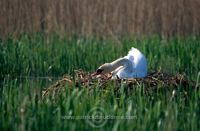 Mute Swan (Cygnus olor) - Cygne tubercule - 20661