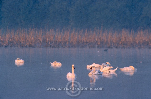 Mute Swan (Cygnus olor) - Cygne tubercule - 20662