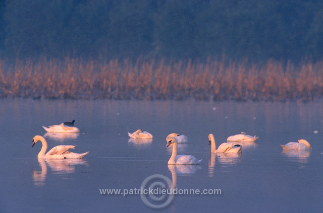 Mute Swan (Cygnus olor) - Cygne tubercule - 20663