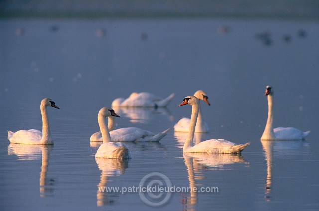 Mute Swan (Cygnus olor) - Cygne tubercule - 20664