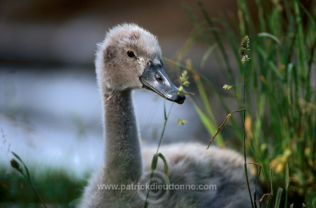 Mute Swan (Cygnus olor) - Cygne tubercule - 20665