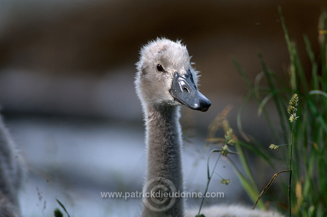 Mute Swan (Cygnus olor) - Cygne tubercule - 20666