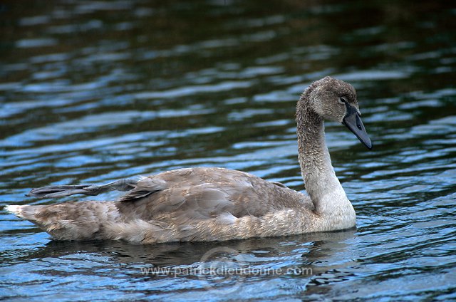 Mute Swan (Cygnus olor) - Cygne tubercule - 20667