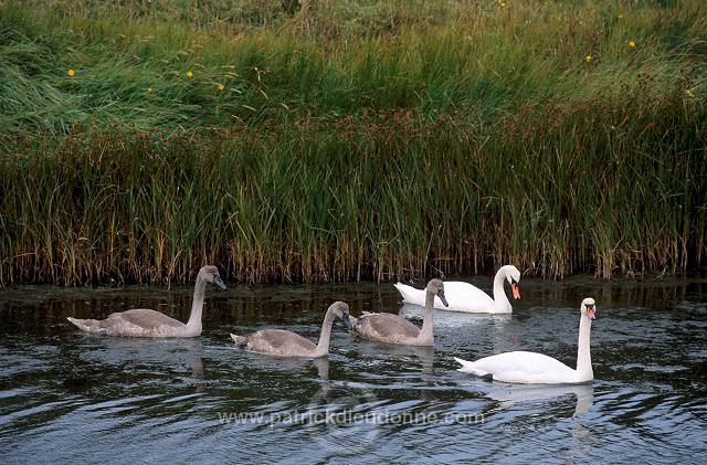 Mute Swan (Cygnus olor) - Cygne tubercule - 20668