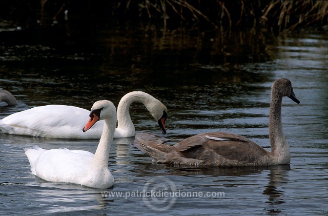 Mute Swan (Cygnus olor) - Cygne tubercule - 20669