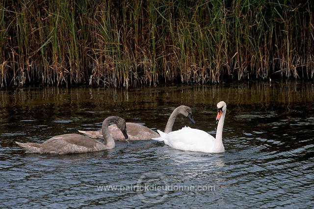 Mute Swan (Cygnus olor) - Cygne tubercule - 20670