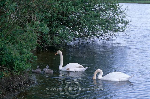 Mute Swan (Cygnus olor) - Cygne tubercule - 20671