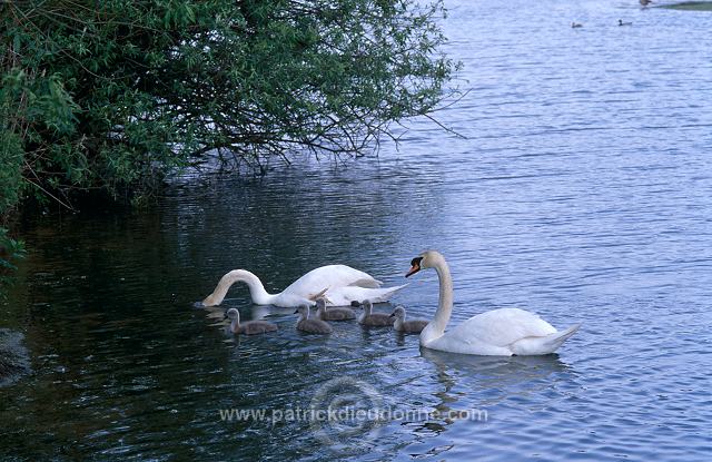 Mute Swan (Cygnus olor) - Cygne tubercule - 20672