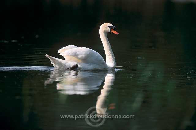 Mute Swan (Cygnus olor) - Cygne tubercule - 20673