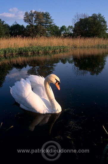 Mute Swan (Cygnus olor) - Cygne tubercule - 20674