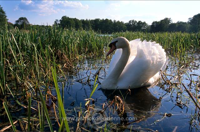 Mute Swan (Cygnus olor) - Cygne tubercule - 20675