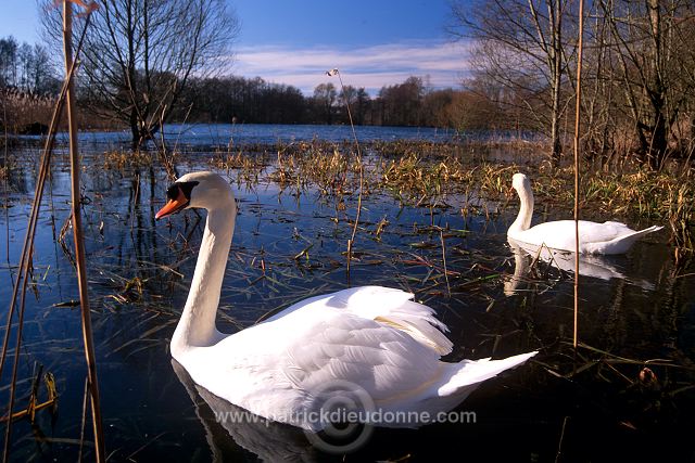 Mute Swan (Cygnus olor) - Cygne tubercule - 20676