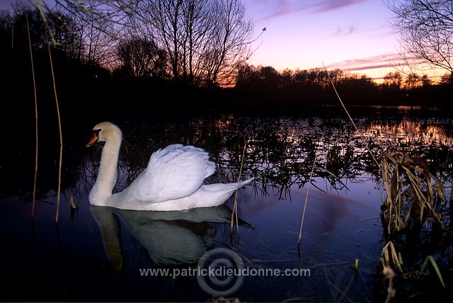 Mute Swan (Cygnus olor) - Cygne tubercule - 20677