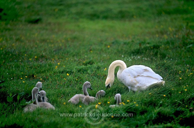 Mute Swan (Cygnus olor) - Cygne tubercule - 20678