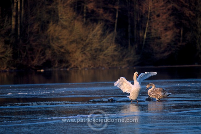 Mute Swan (Cygnus olor) - Cygne tubercule - 20679