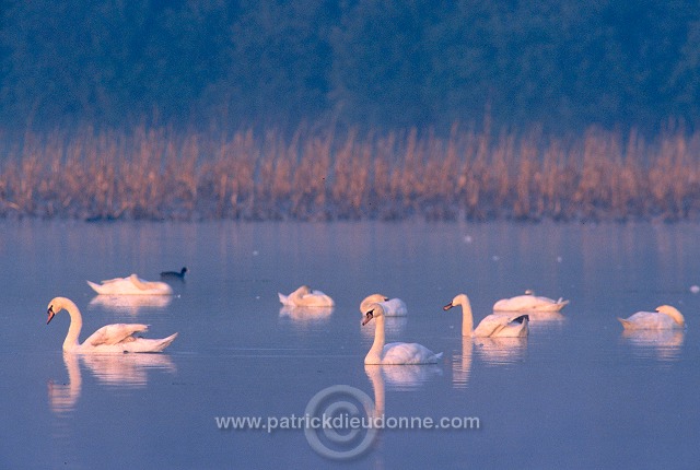 Mute Swan (Cygnus olor) - Cygne tubercule - 20680