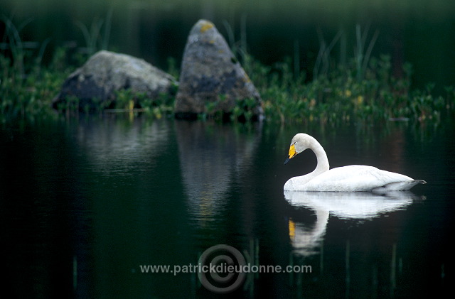 Whooper Swan (Cygnus cygnus) - Cygne chanteur - 20681