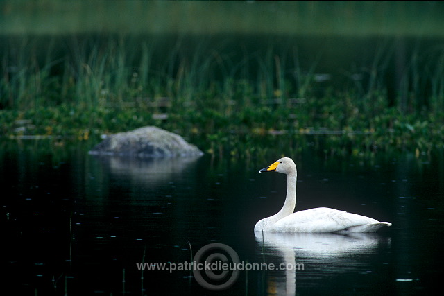 Whooper Swan (Cygnus cygnus) - Cygne chanteur - 20682