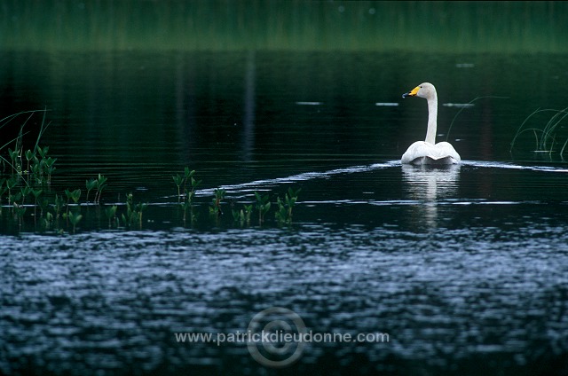 Whooper Swan (Cygnus cygnus) - Cygne chanteur - 20683