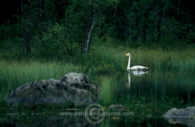 Whooper Swan (Cygnus cygnus) - Cygne chanteur - 20684