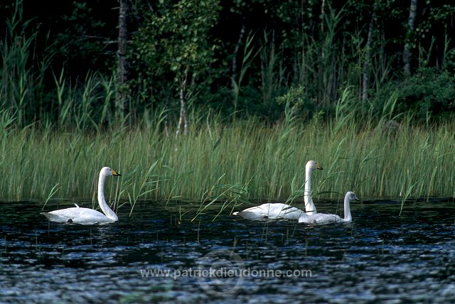 Whooper Swan (Cygnus cygnus) - Cygne chanteur - 20685