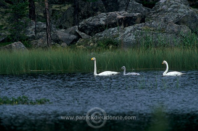 Whooper Swan (Cygnus cygnus) - Cygne chanteur - 20686