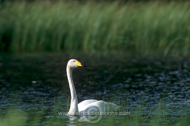 Whooper Swan (Cygnus cygnus) - Cygne chanteur - 20687