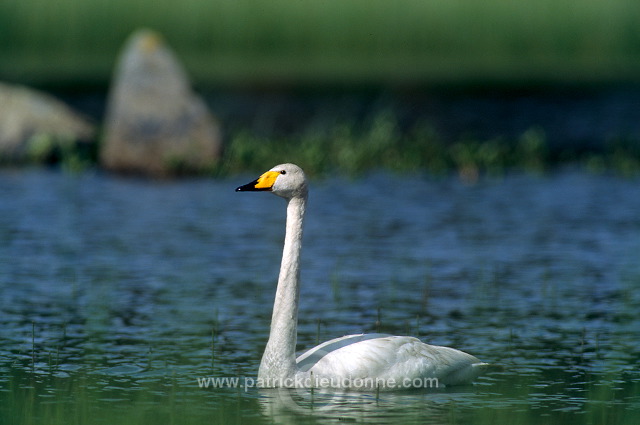 Whooper Swan (Cygnus cygnus) - Cygne chanteur - 20688