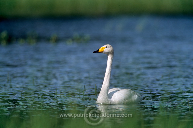 Whooper Swan (Cygnus cygnus) - Cygne chanteur - 20689