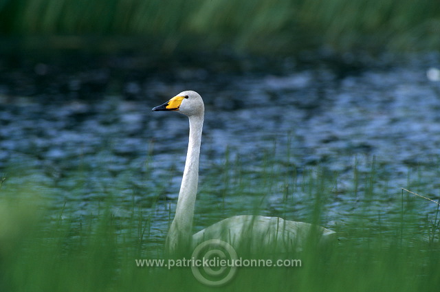 Whooper Swan (Cygnus cygnus) - Cygne chanteur - 20690